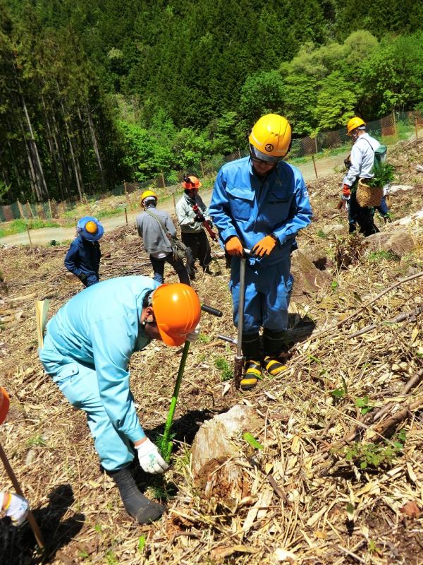 ヒノキコンテナ苗検討会