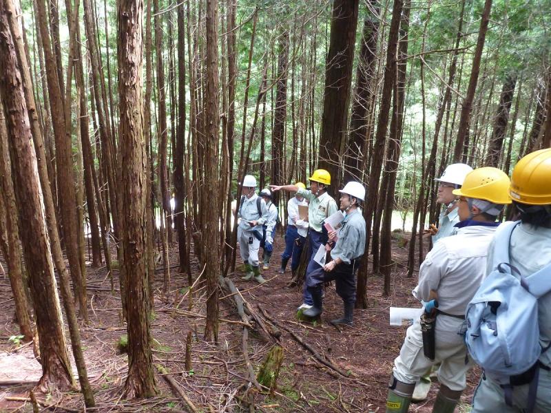  ヒノキ天然更新現地検討会