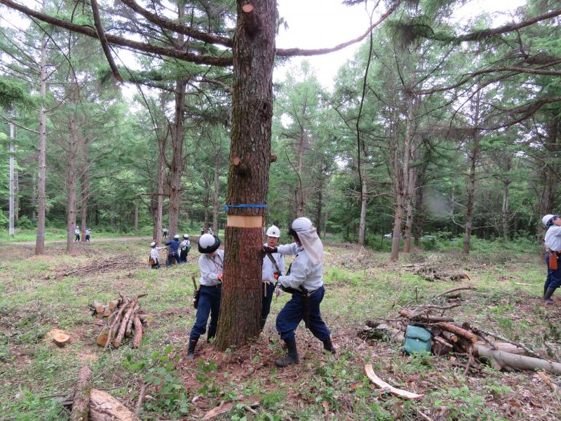 カラマツ優良種子の安定供給に向けた技術講習会