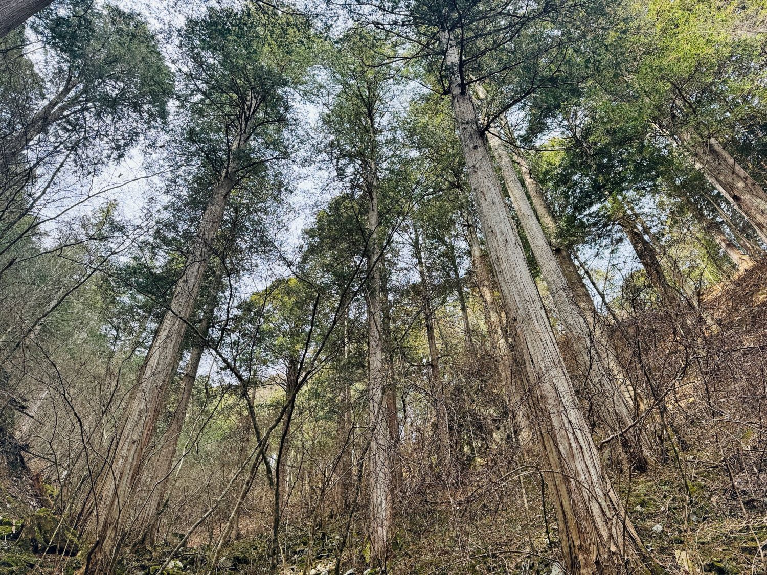 サワラを主体とする天然林➀