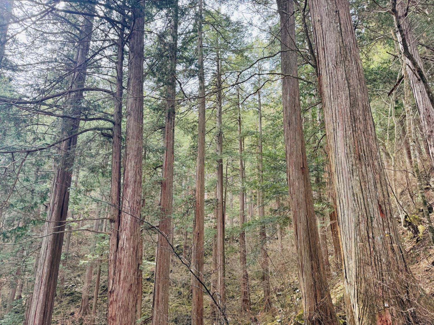 サワラを主体とする天然林②