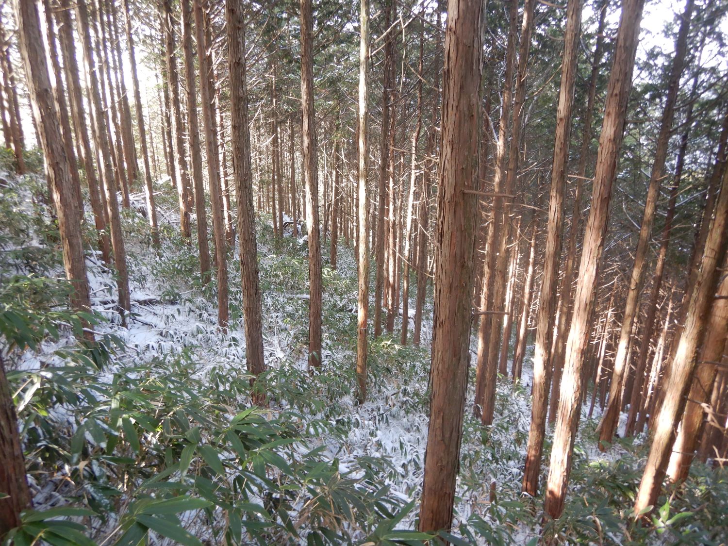 天然林への誘導を図るヒノキ人工林