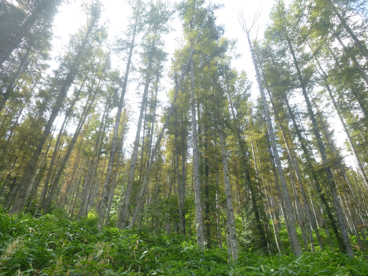 天然林への誘導を図るカラマツ人工林