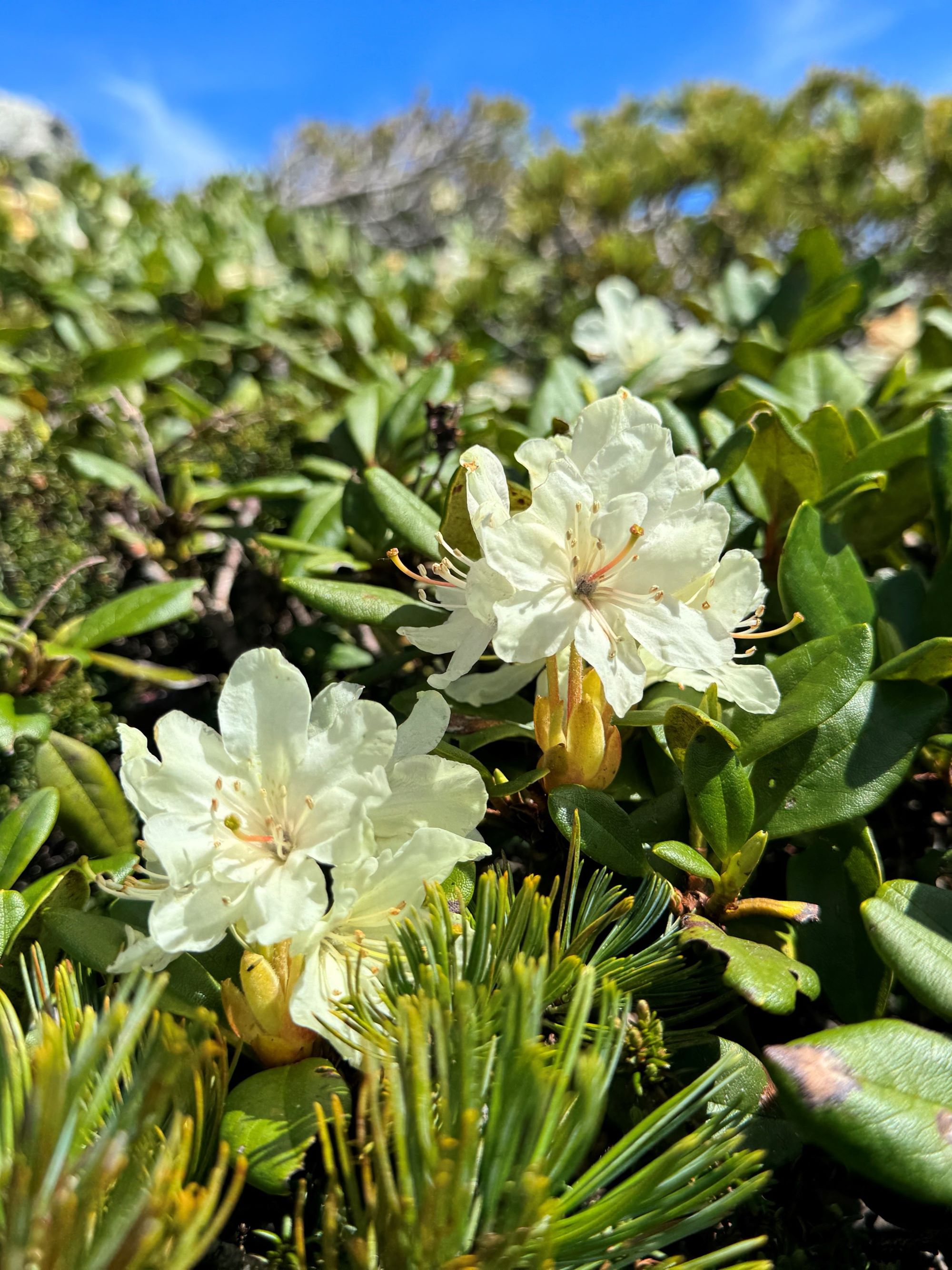 キバナシャクナゲ