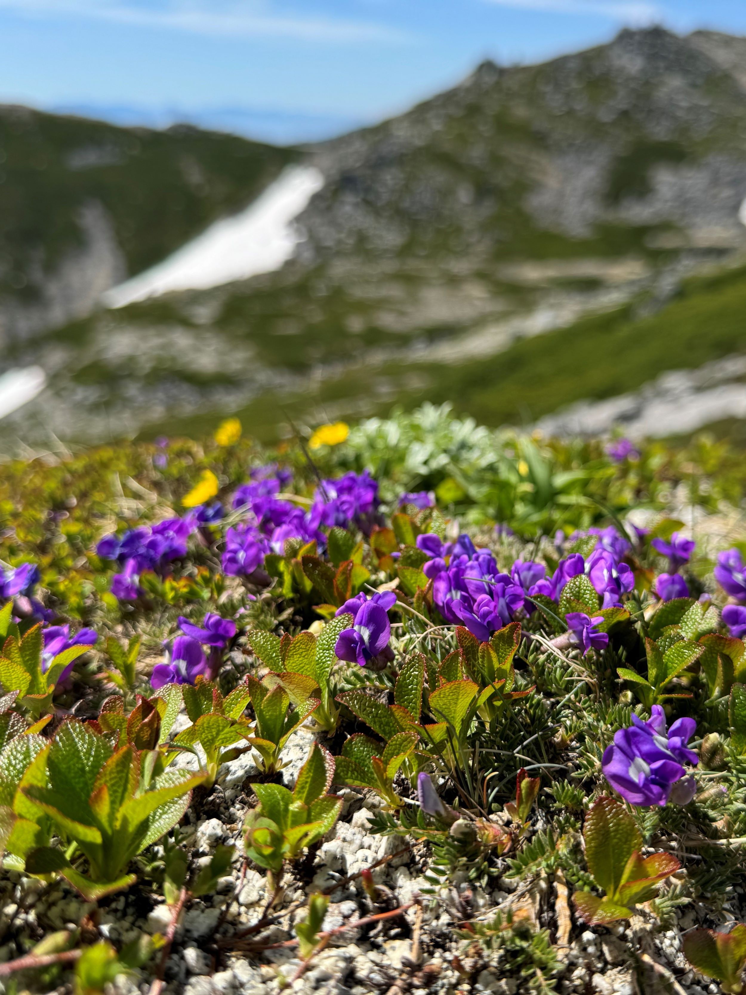 オヤマノエンドウ