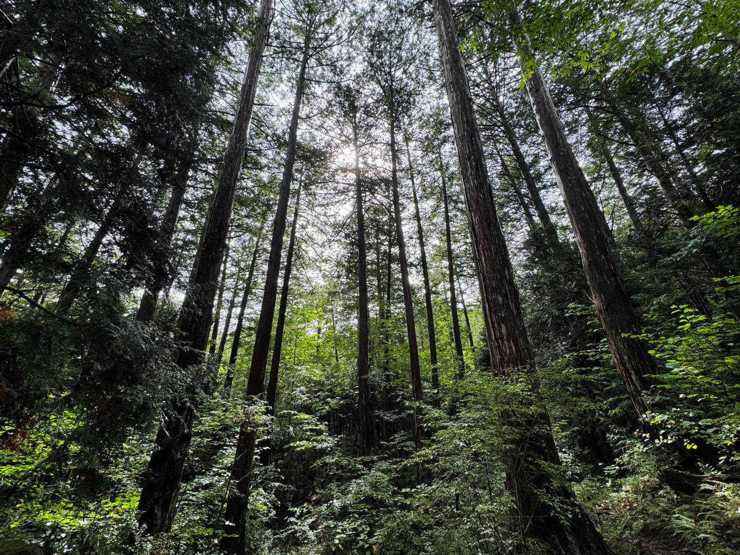 温帯性針葉樹林