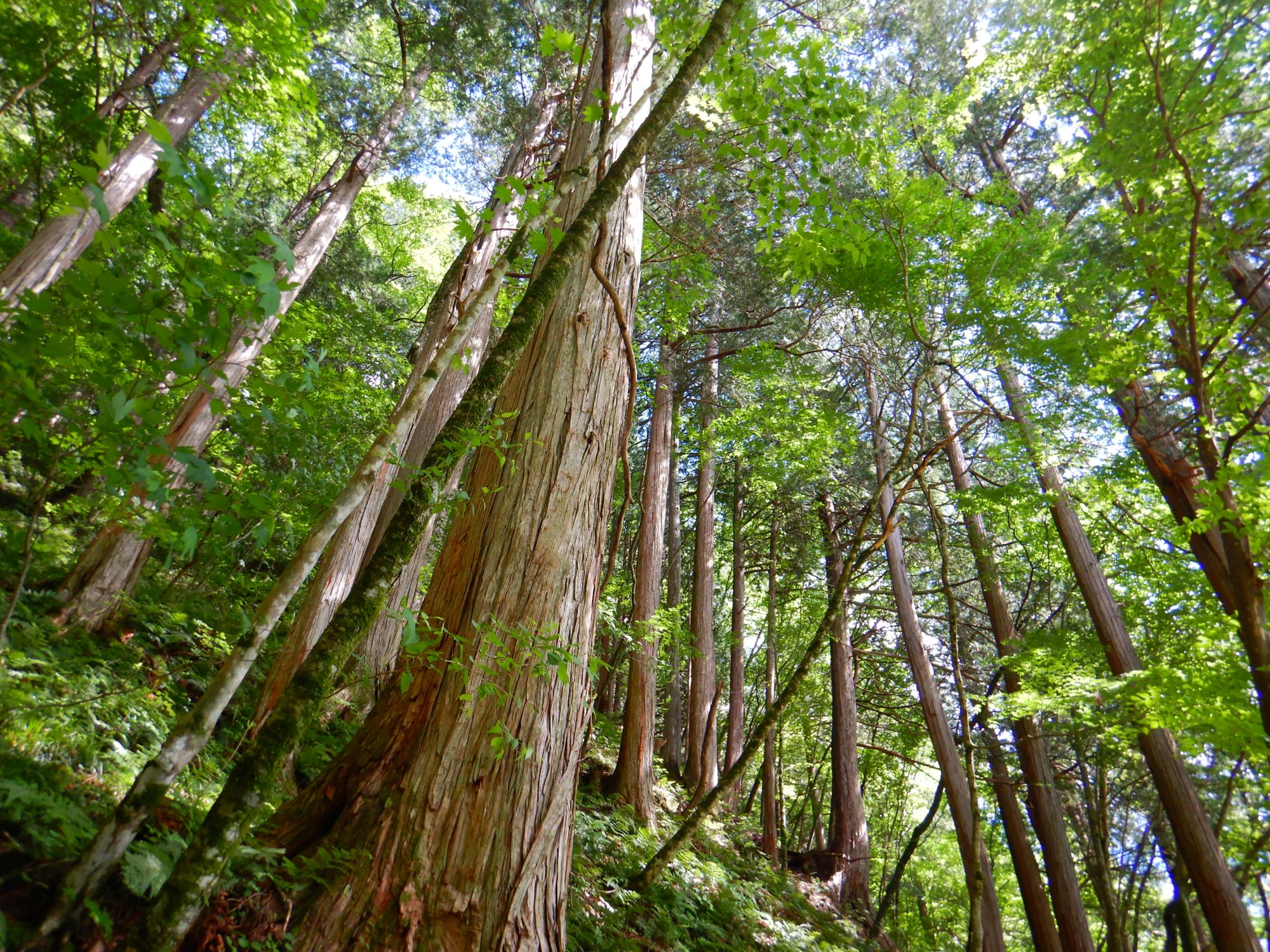木曽ヒノキを主体とする天然林