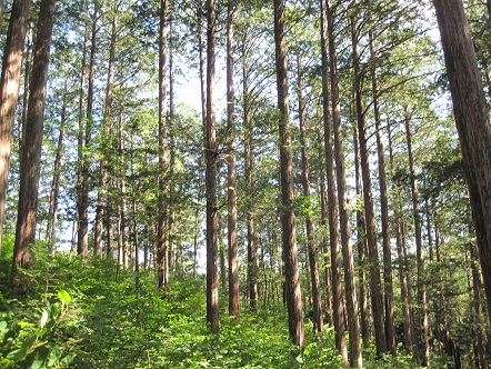 赤沢自然休養林