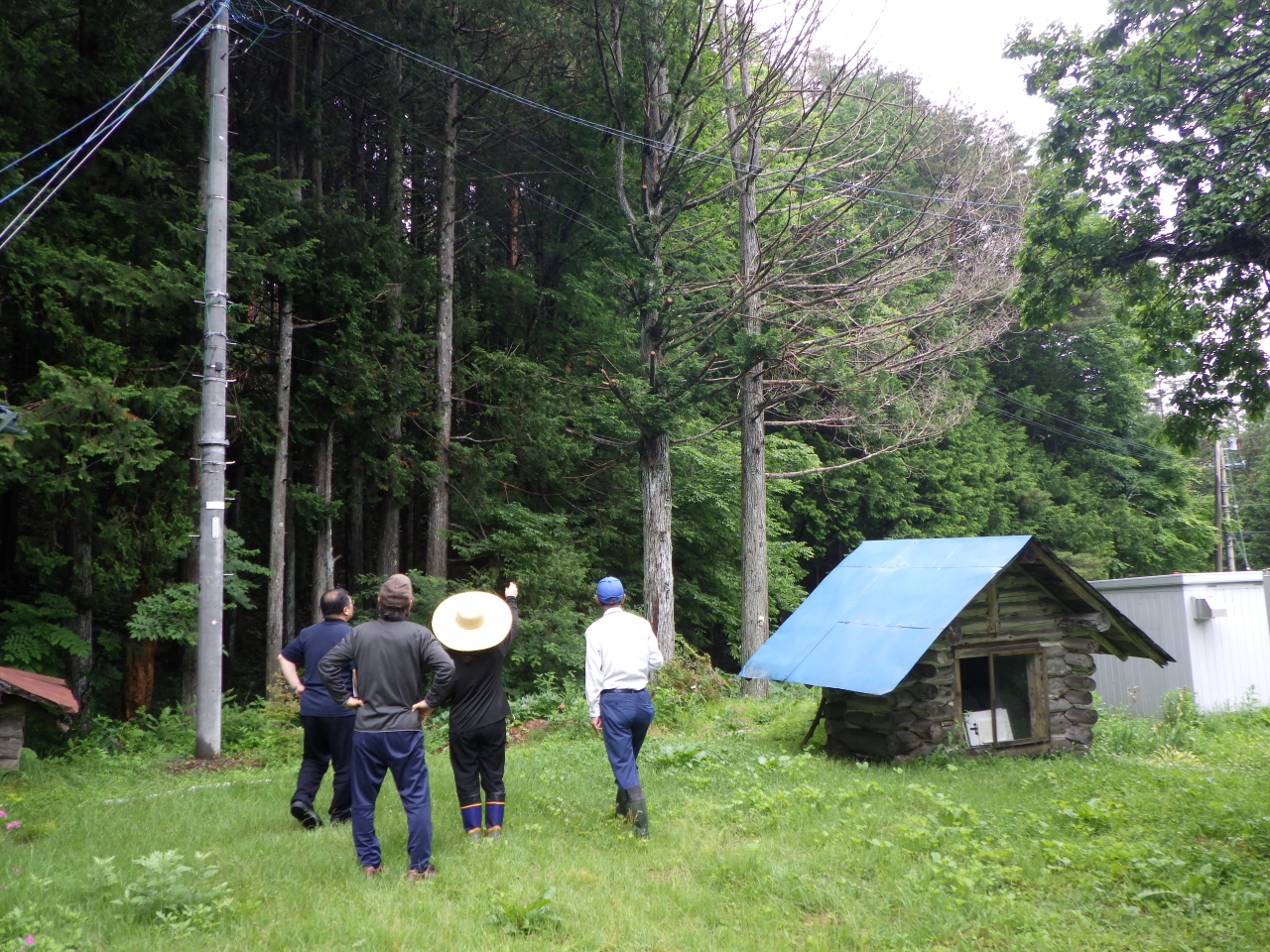 貸付地内の危険木確認