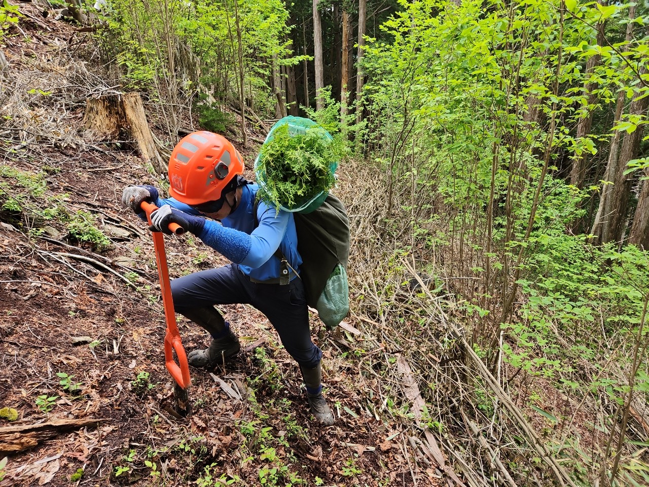 造林事業（苗木の植付）