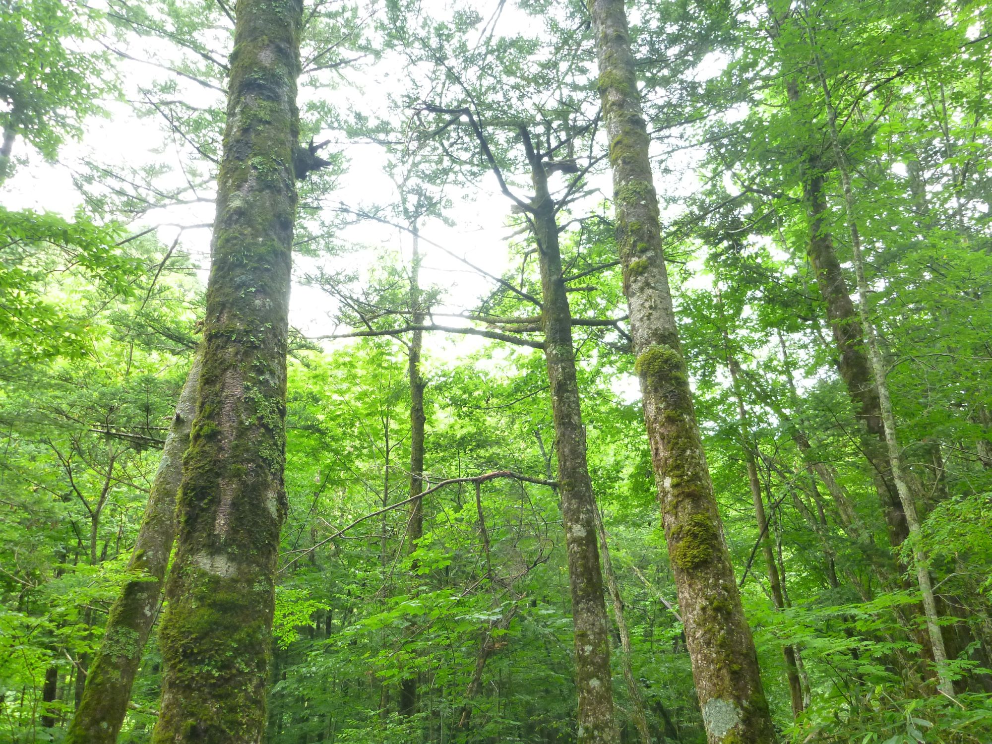 キャンプ場林内