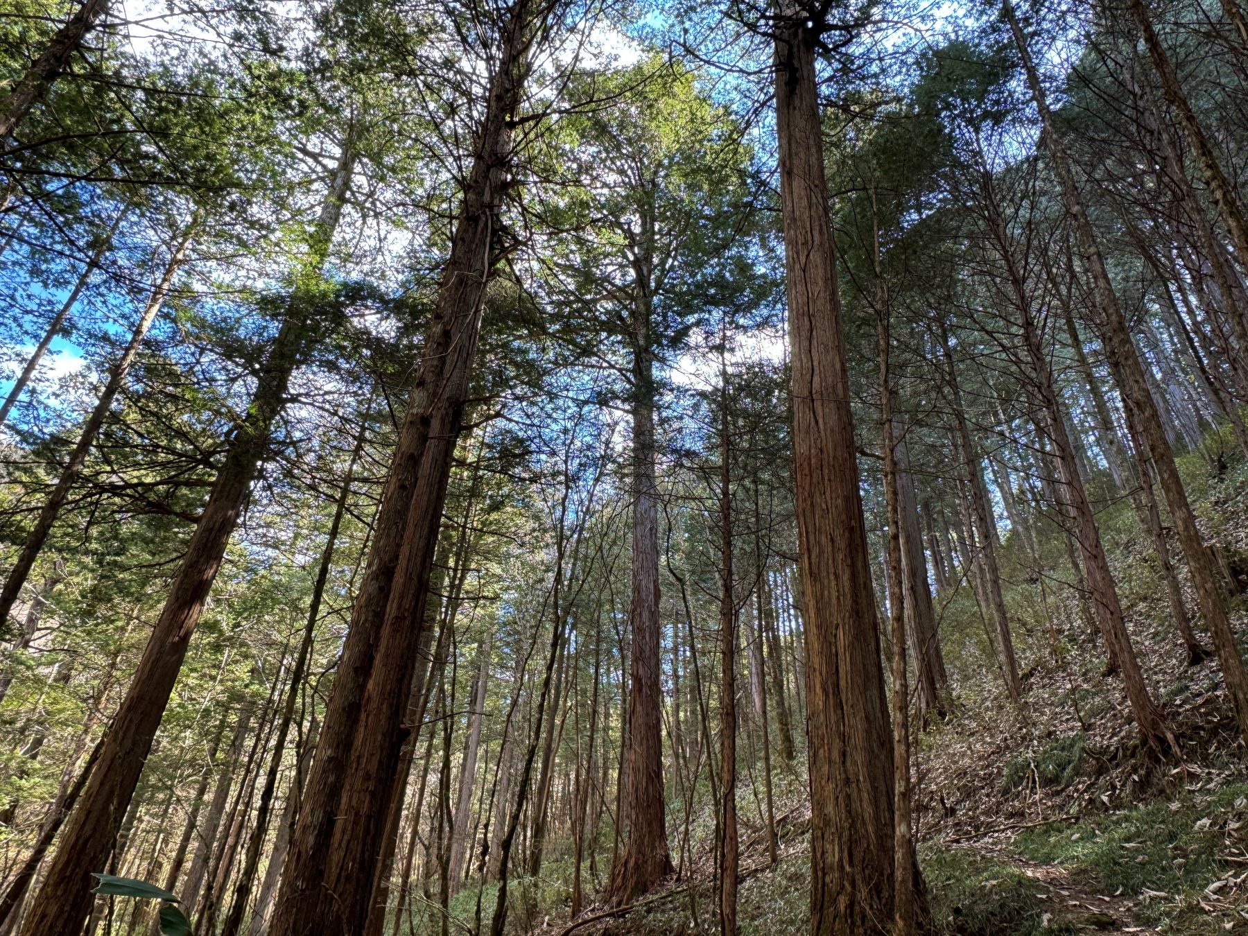 ヒノキ・サワラ大樹