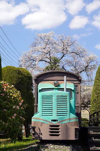 テーマALL50.森林鉄道と桜