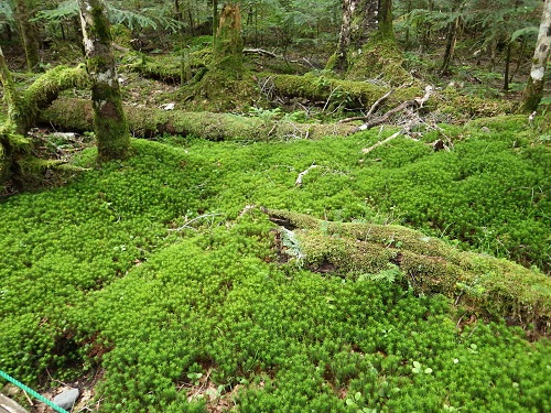 14.「苔の森：白駒の池」