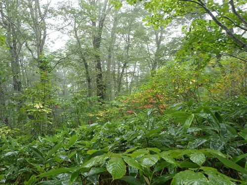 56.雨の日の自然休養林内