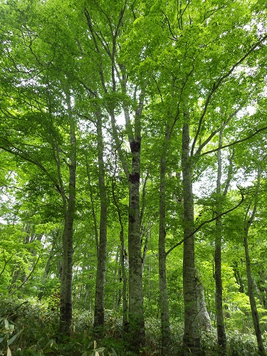 2.「カヤの平のブナ林」