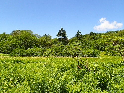 61.初夏の天生湿原（ワタスゲとニッコウキスゲ）1