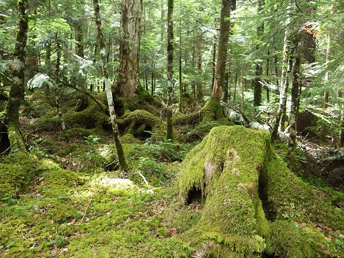 13.「苔の森：白駒の池」