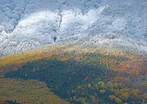 雪時雨フォト