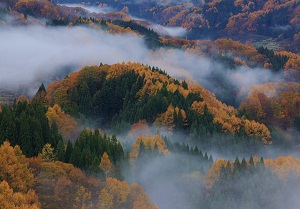 霧の大望峠フォト