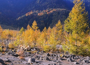 晩秋の焼岳山麓フォト