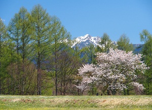 桜にカラマツの芽吹き