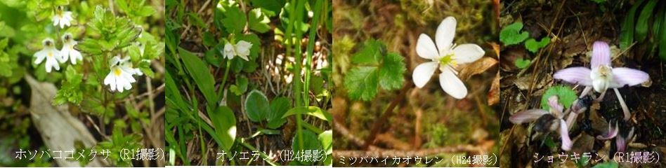 苗場山湿原生物群集保護林