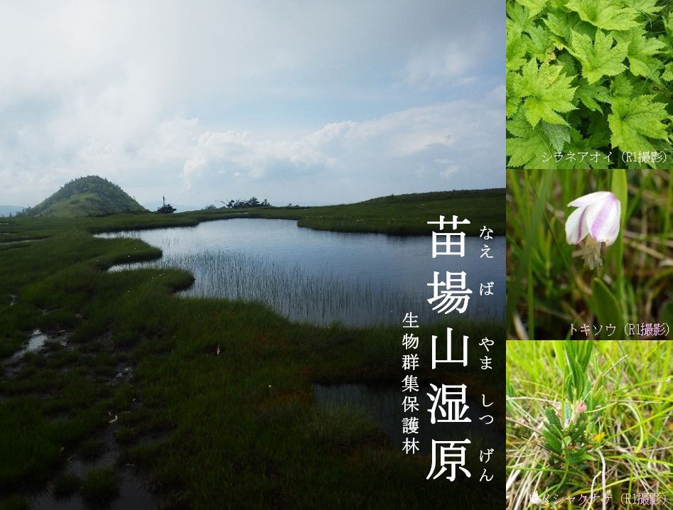 苗場山湿原生物群集保護林