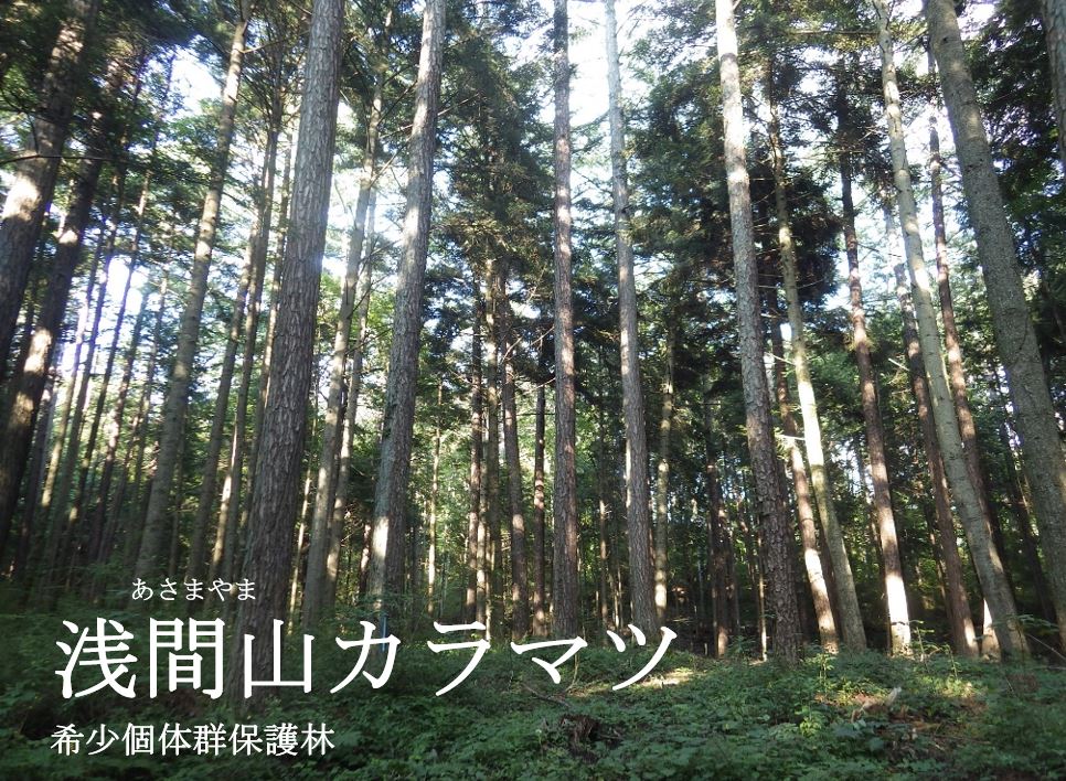 浅間山カラマツ希少個体群保護林