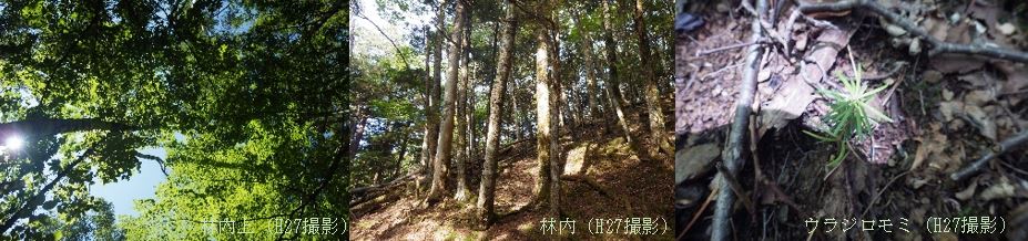 小黒川ウラジロモミ遺伝資源希少個体群保護林