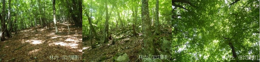 大河原イヌブナ遺伝資源希少個体群保護林