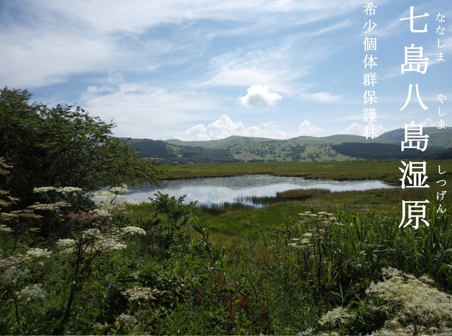 七島八島湿原希少個体群保護林