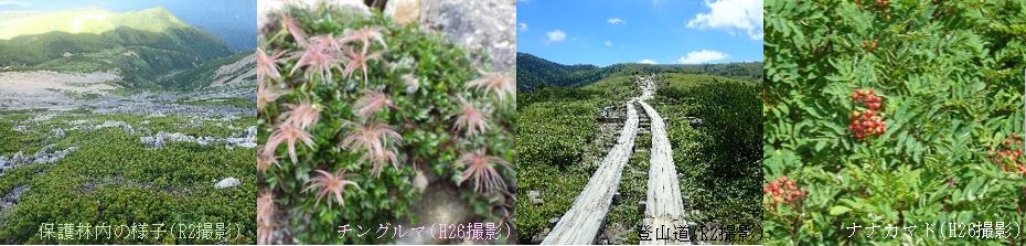 薬師岳・雲ノ平圏谷群高山植物希少個体群保護林