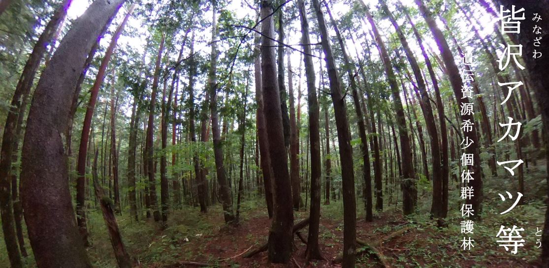 皆沢アカマツ遺伝資源希少個体群保護林