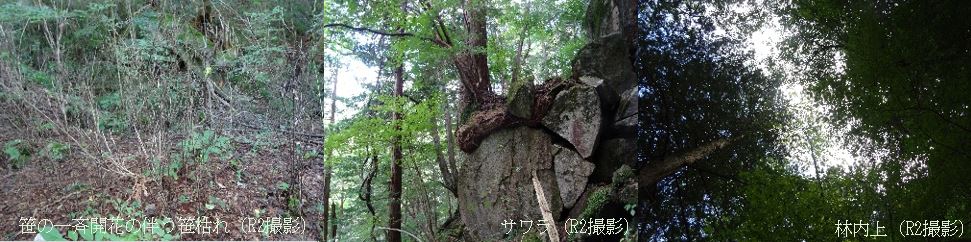 寝覚の床サワラ遺伝資源希少個体群保護林