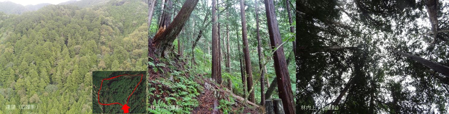 瀬戸川ヒノキ等希少個体群保護林