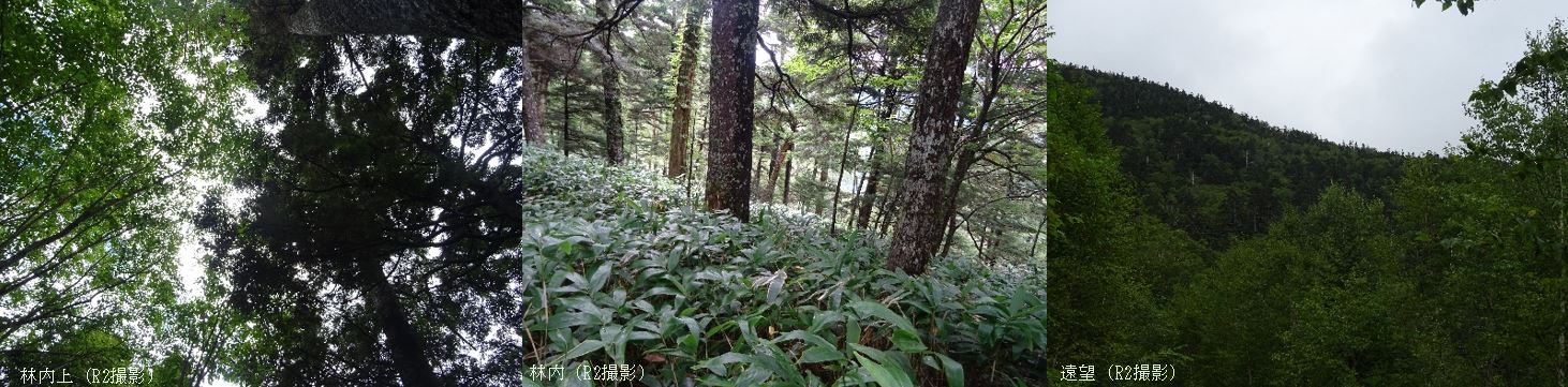 鉢盛山コメツガ等遺伝資源希少個体群保護林