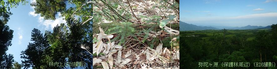 立山オオシラビソ希少個体群保護林