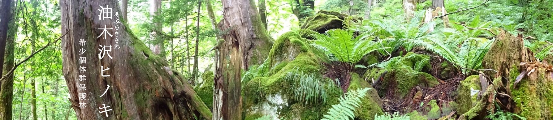 油木沢ヒノキ希少個体群保護林