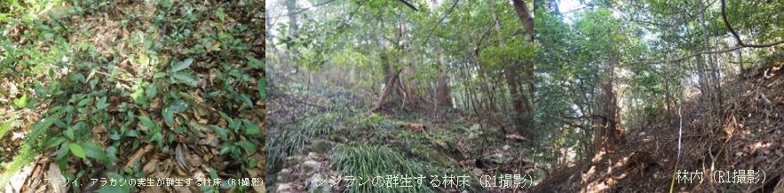 金華山アラカシ・ツブラジイ遺伝資源希少個体群保護林