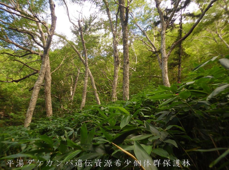 平湯ダケカンバ遺伝資源希少個体群保護林