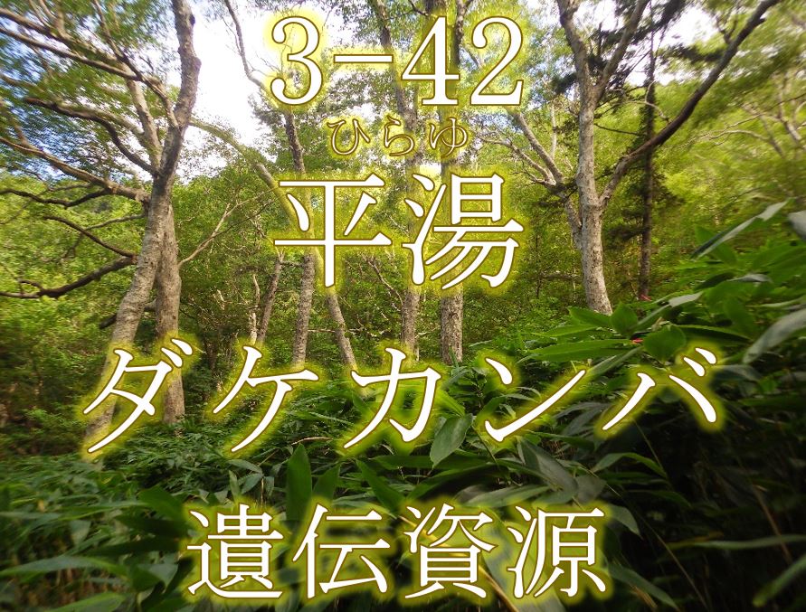 平湯ダケカンバ遺伝資源希少個体群保護林