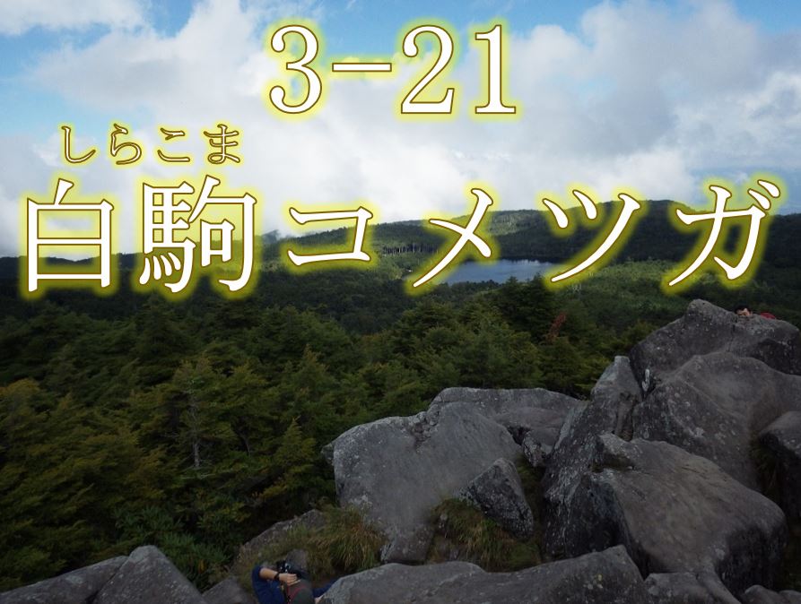 白駒コメツガ希少個体群保護林