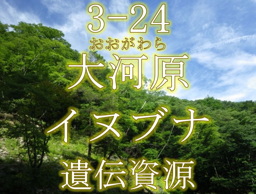 大河原イヌブナ遺伝資源希少個体群保護林