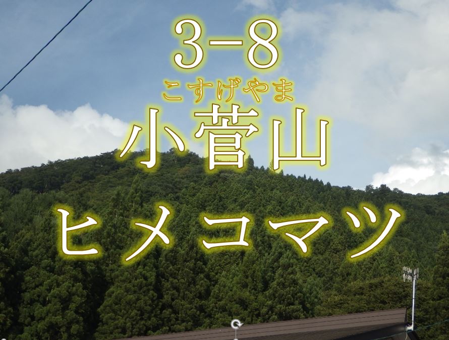 小菅山ヒメコマツ希少個体群保護林