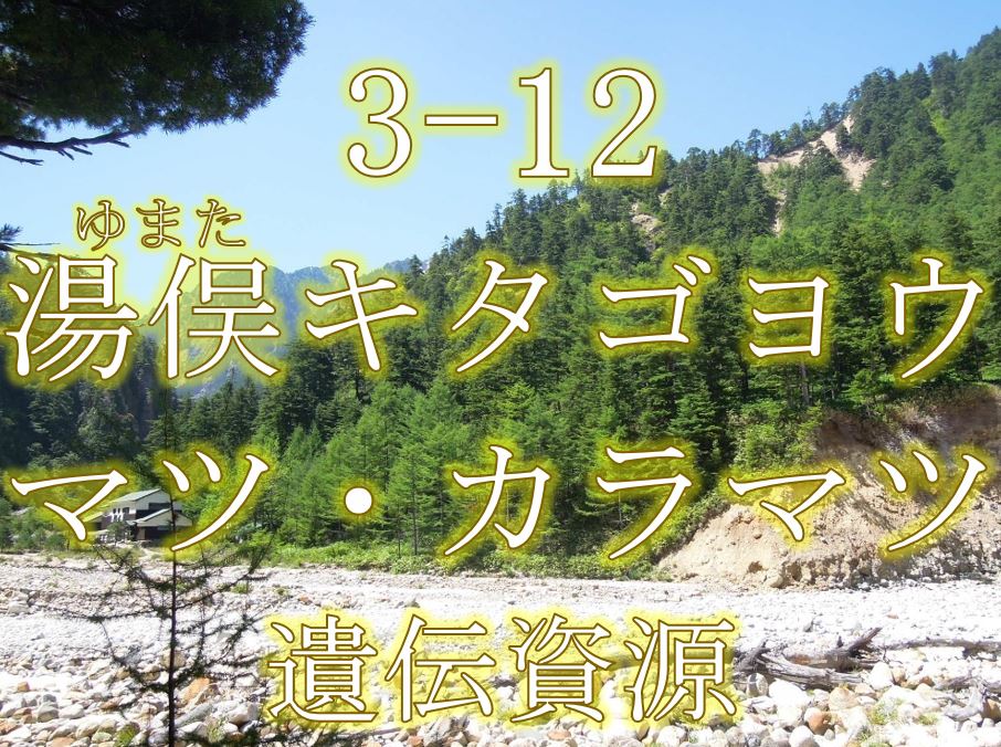 湯俣キタゴヨウマツ・カラマツ遺伝資源希少個体群保護林