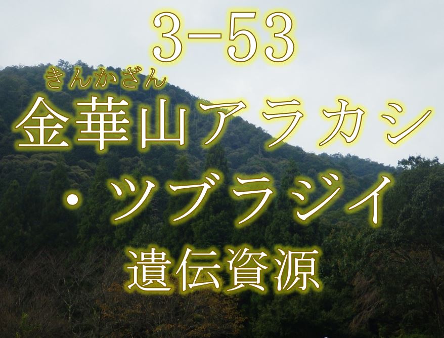 金華山アラカシ・ツブラジイ遺伝資源希少個体群保護林