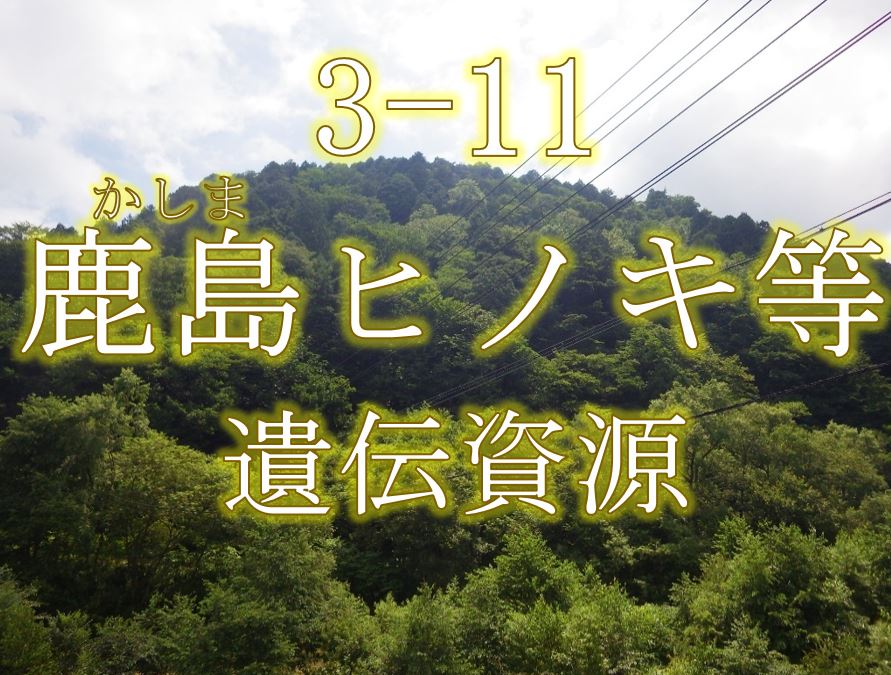 鹿島ヒノキ等遺伝資源希少個体群保護林