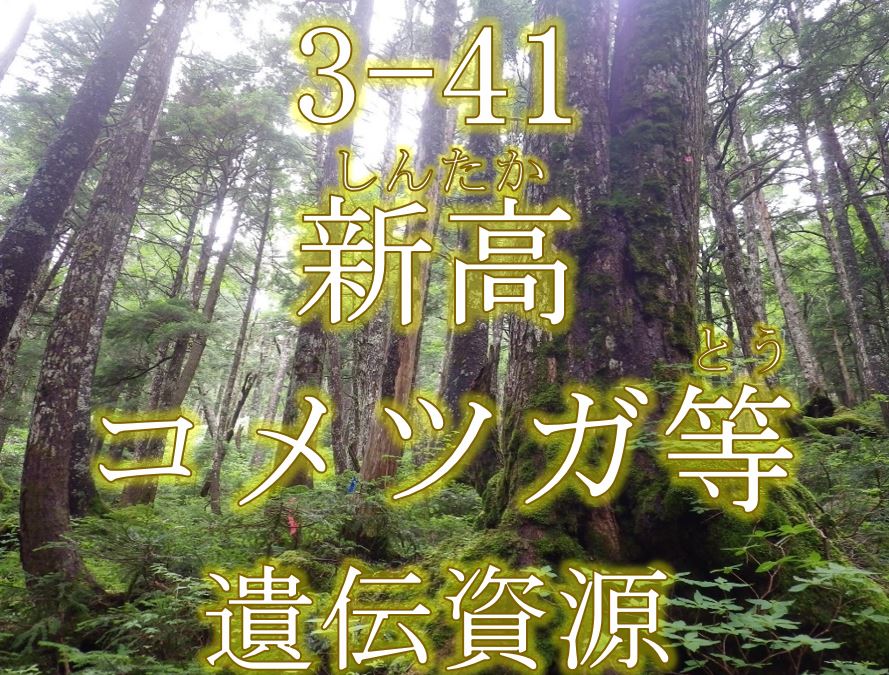 新高コメツガ等遺伝資源希少個体群保護林