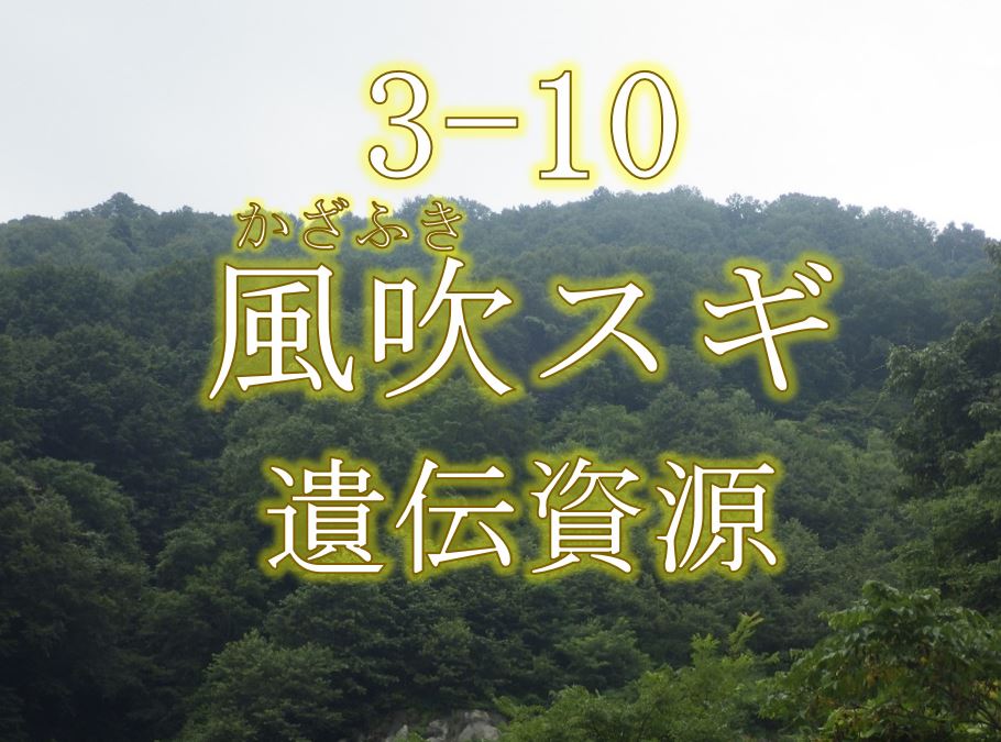 風吹スギ遺伝資源希少個体群保護林